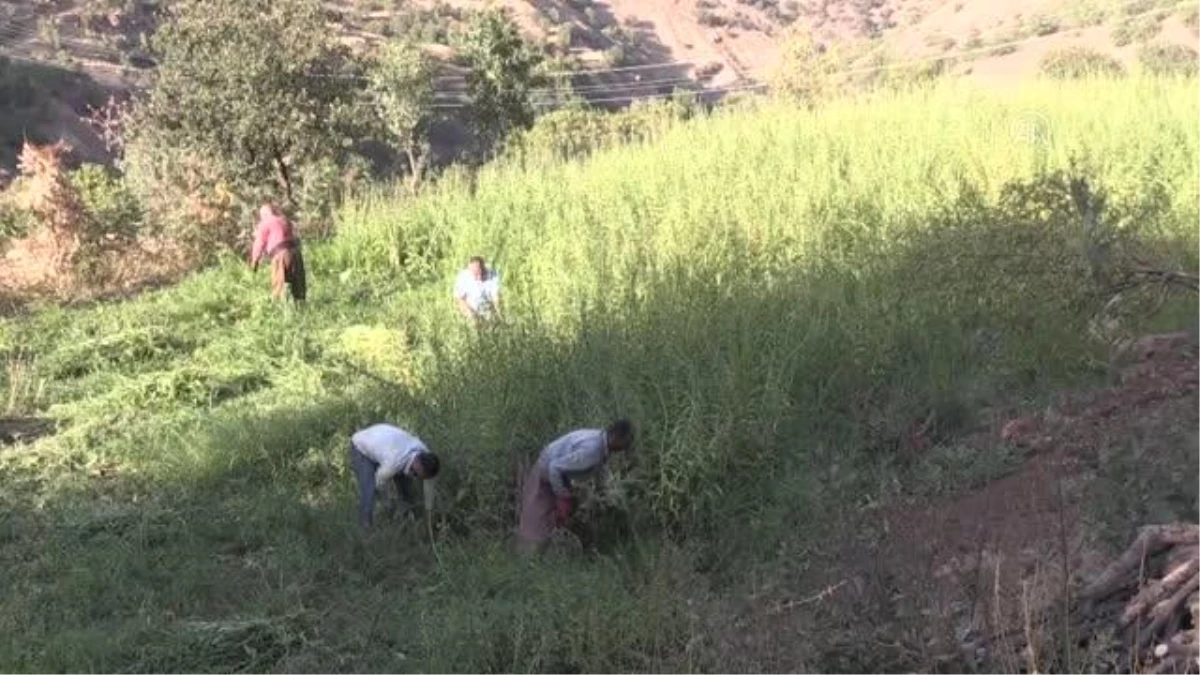 Çukurca\'da geleneksel yöntemlerle hazırlanan tahin sofraları süslüyor