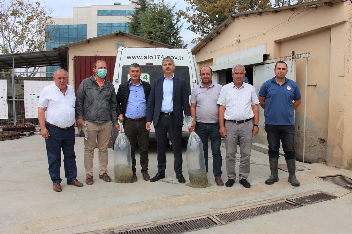 Edirne\'de 1 milyon 600 bin yavru pullu sazan göl ve göletlere bırakılıyor