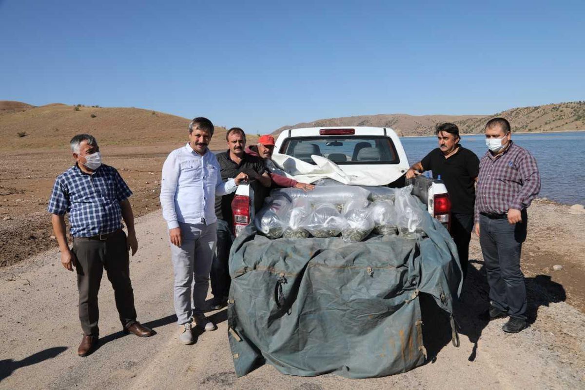 Kırıkkale\'de baraj gölüne 100 bin pullu sazan yavrusu bırakıldı