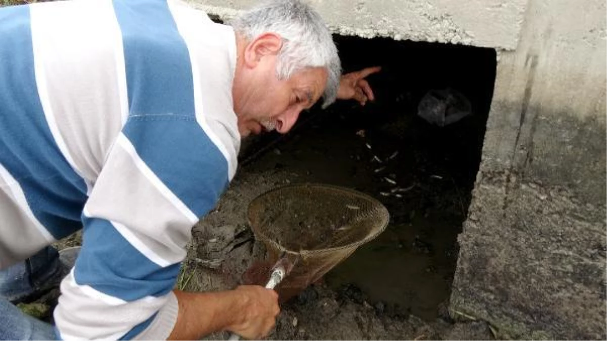 KURUYAN KANALDAKİ BALIKLARI PET ŞİŞELERLE NEHRE TAŞIYIP, ÖLÜMDEN KURTARDI