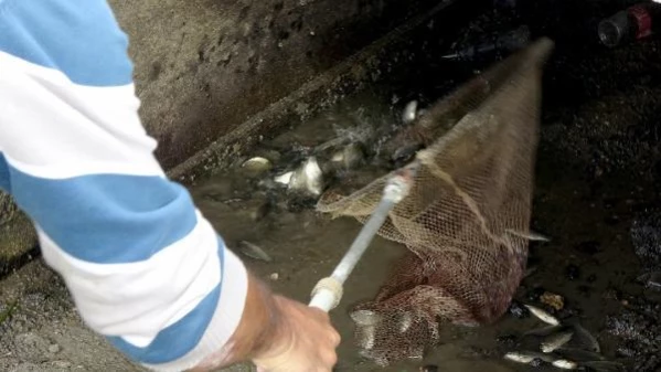 Kuruyan kanaldaki balıkları pet şişelerle nehre taşıyıp, ölümden kurtardı