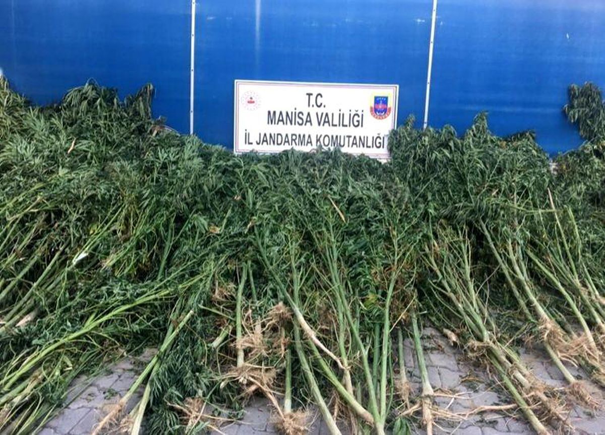 Manisa\'da bin 740 kök kenevir ele geçirildi