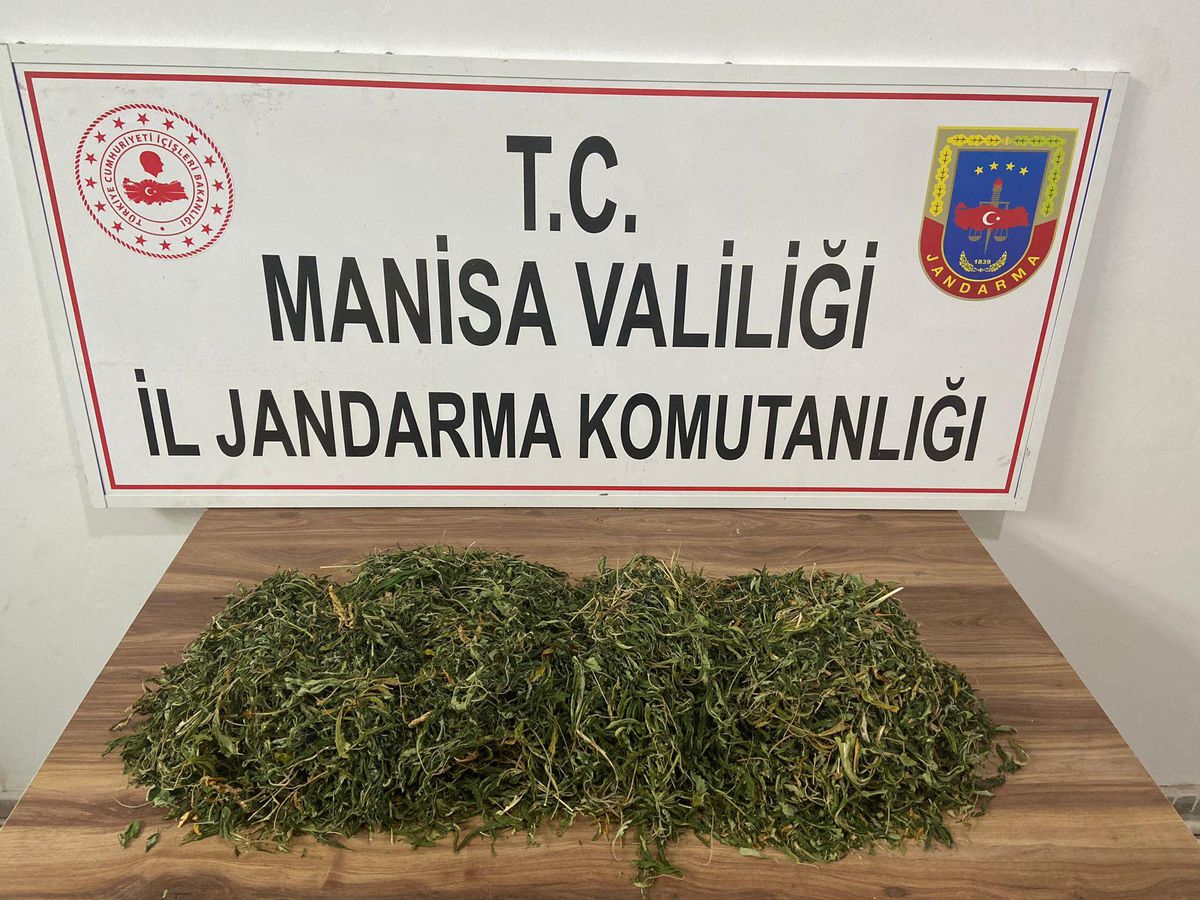 Manisa\'da bin 749 kök kenevir ele geçirildi