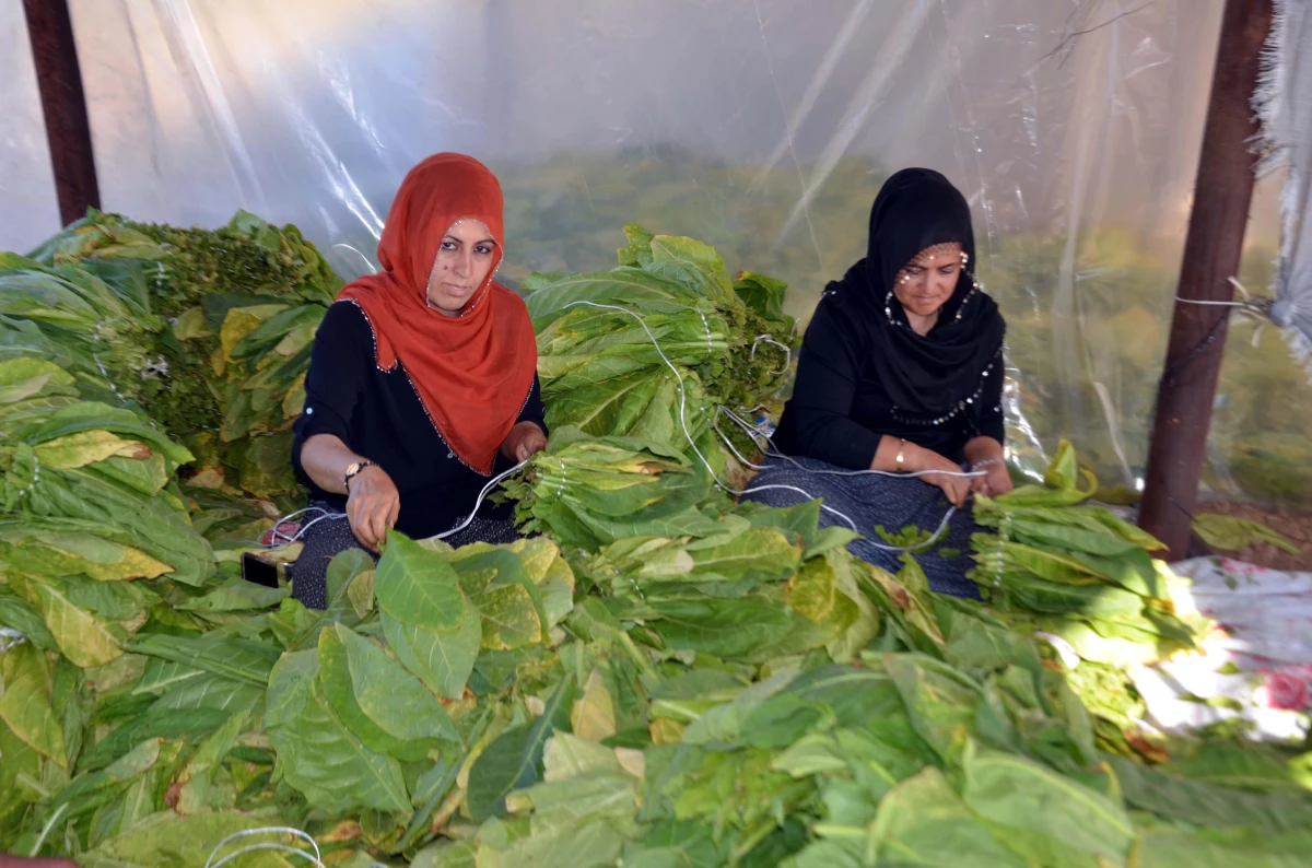 Muş tütün üretiminde söz sahibi olmak istiyor