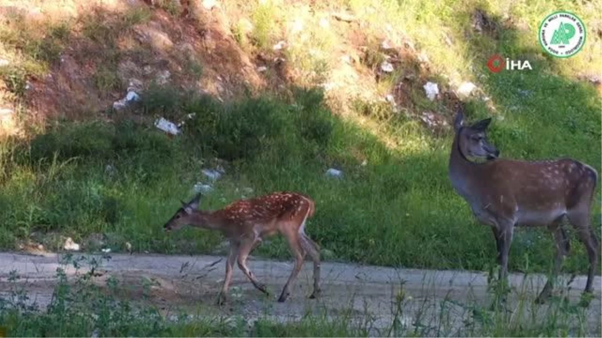 Alageyik ve yavrusunun görüntüleri fotokapanlara yansıdı