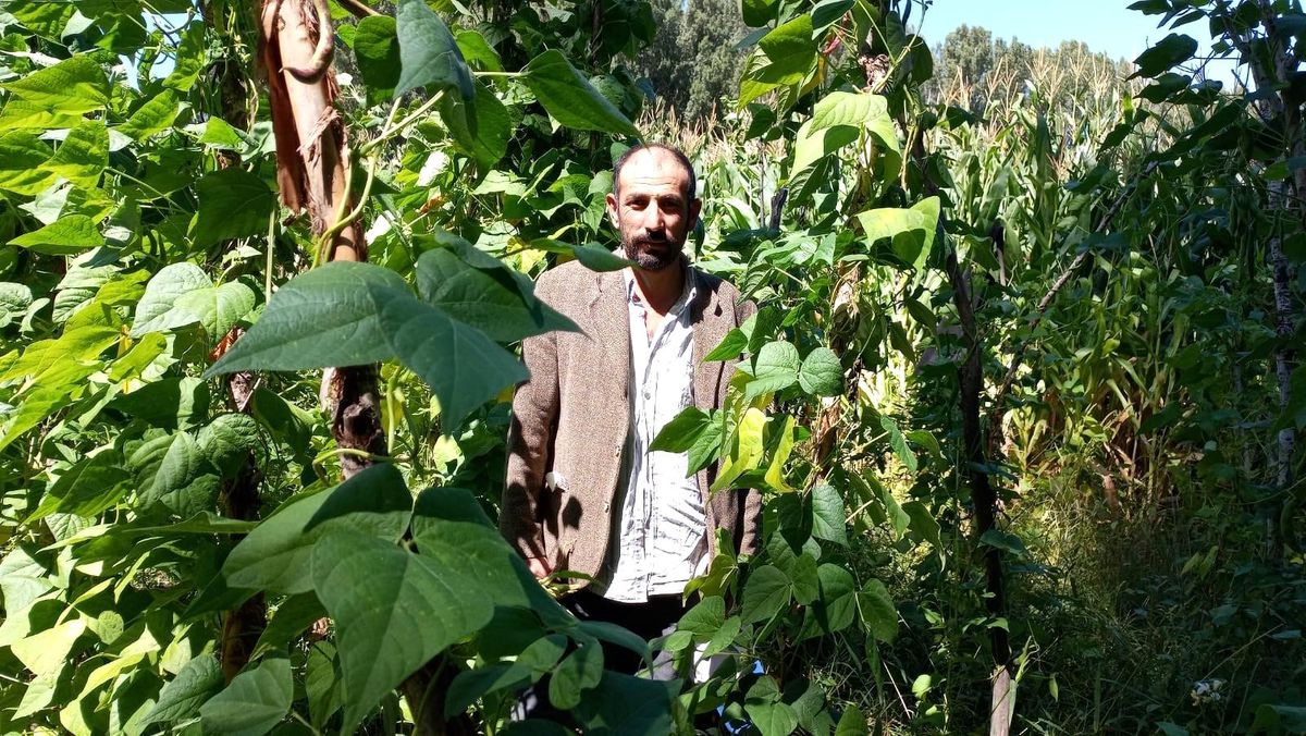 Araplı Fasulyesi pazardaki yerini aldı