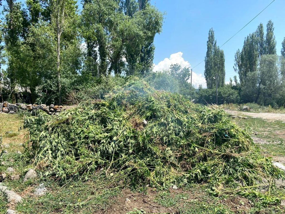 Ardahan\'da kendiliğinden yetişen 10 bin kök kenevir bitkisi imha edildi