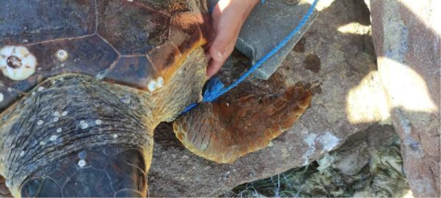 Ayağına parke taşı bağlanıp denize atılan caretta caretta kurtarıldı