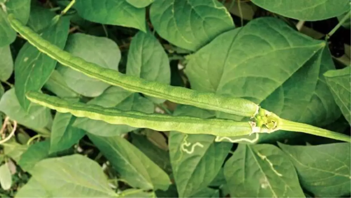 \'Bahçelerde börülce, oynar gelin görümce\'