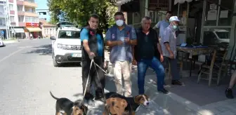 Bayramiç'te av köpeklerine kuduz aşısı yapıldı