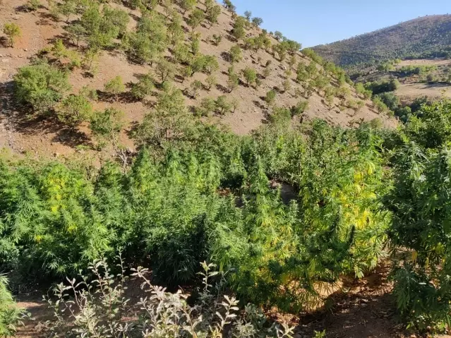 Son dakika haberi! Bingöl'de uyuşturucu operasyonu: 4 gözaltı Son dakika haberi! Bingöl'de uyuşturucu operasyonu: 4 gözaltı