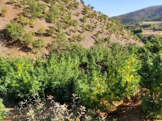 Son dakika haberi! Bingöl'de uyuşturucu operasyonu: 4 gözaltı Son dakika haberi! Bingöl'de uyuşturucu operasyonu: 4 gözaltı