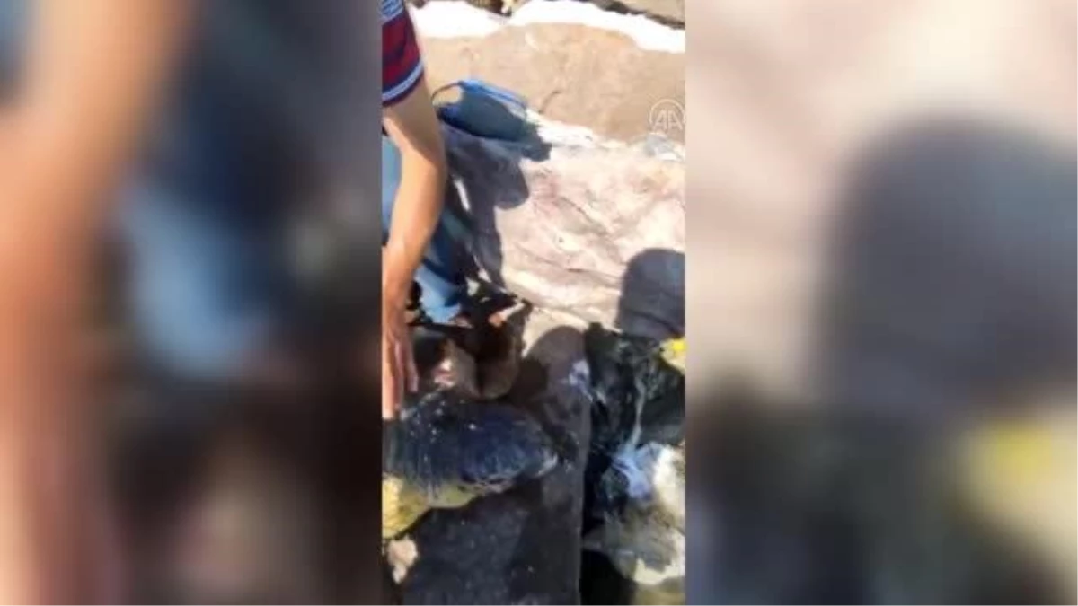 ÇANAKKALE - Ön koluna parke taş bağlanarak denize bırakılan caretta caretta kurtarıldı