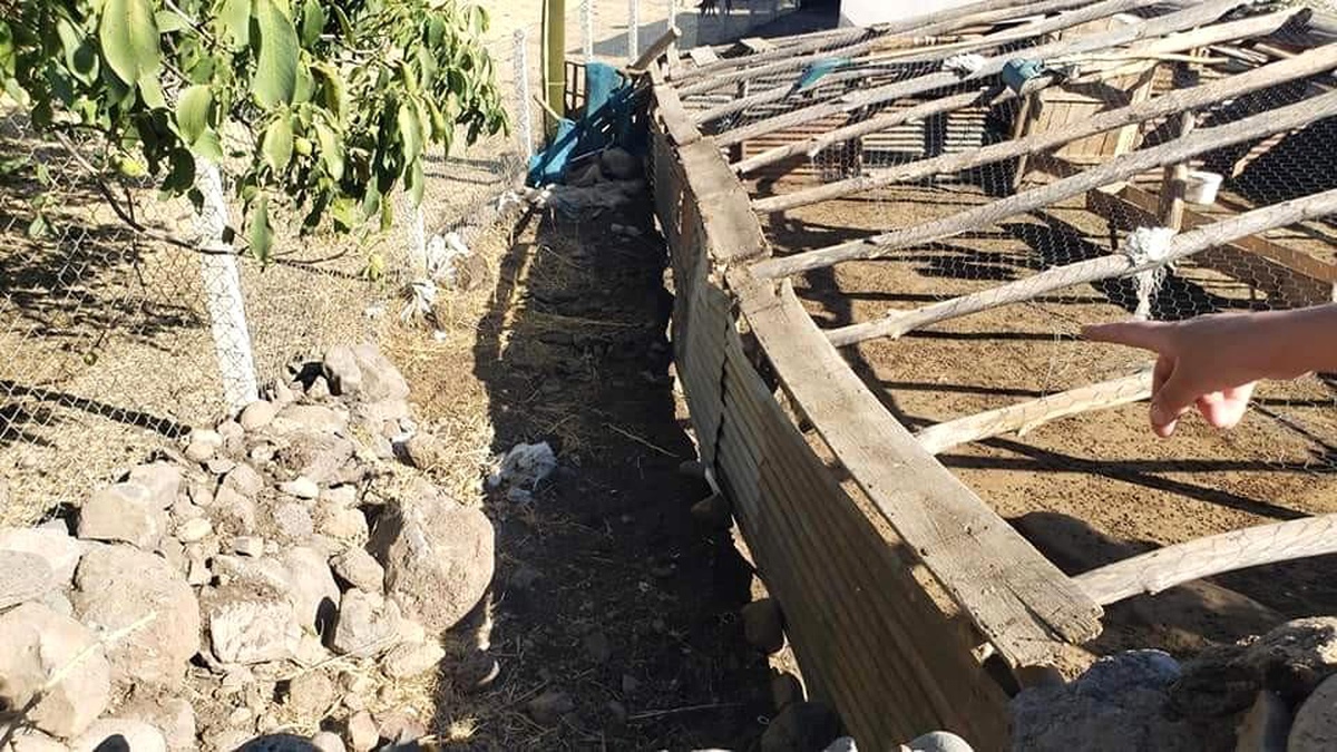 Elazığ\'da ağıldan kaçan 90 keçiden 16\'sını kurtlar telef etti