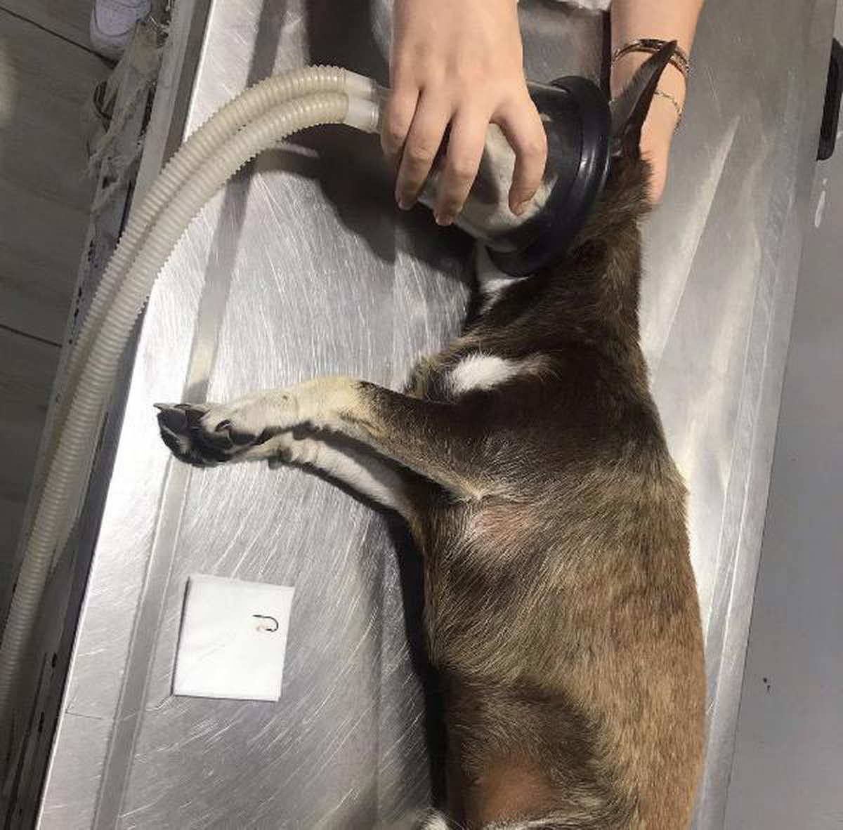 Köpeğin boğazına kaçan olta iğnesi ameliyatla çıkarıldı