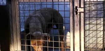 Zor zapt ettiler! Azgın Pitbull gece bekçisi ve polise korku dolu anlar yaşattı