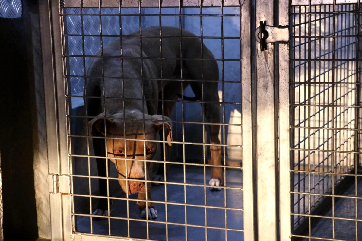 Zor zapt ettiler! Azgın Pitbull gece bekçisi ve polise korku dolu anlar yaşattı