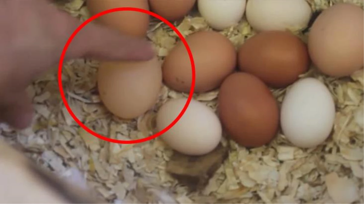 Tavuk kümesine giren adam, diğerlerinden farklı olan yumurtayı görünce şaşkınlığını gizleyemedi