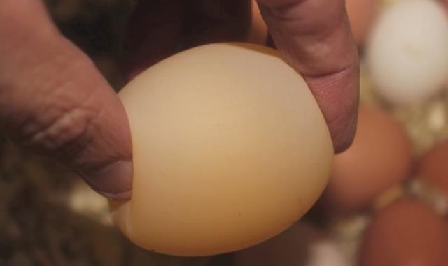 Tavuk kümesine giren adam, diğerlerinden farklı olan yumurtayı görünce şaşkınlığa uğradı