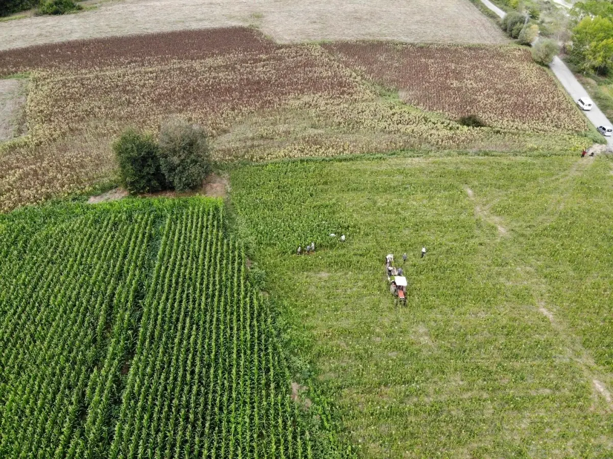 Tütün hasadı başladı