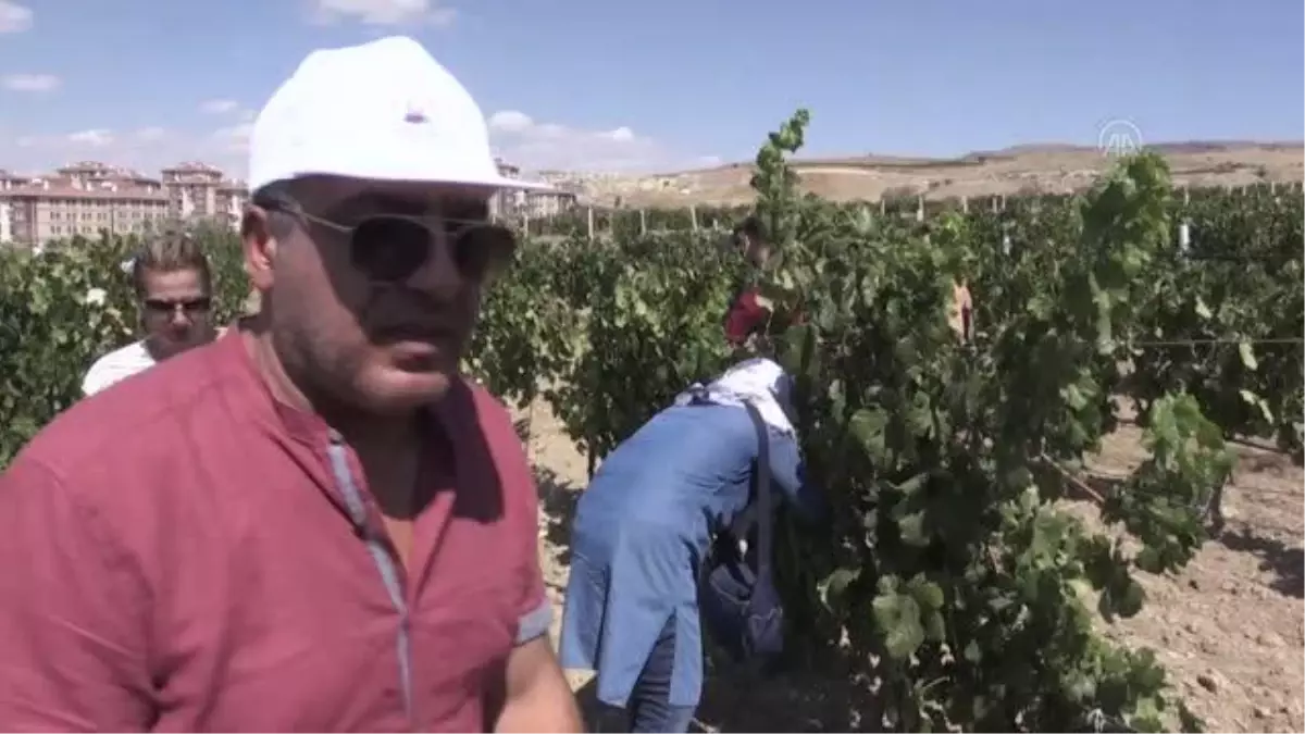 "49. Uluslararası Ürgüp Bağ Bozumu ve Balon Festivali" üzüm hasadı ile sona erdi