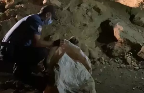 6 yavru köpeği torbaya koyup nehir kenarına attılar 6 yavru köpeği torbaya koyup nehir kenarına attılar