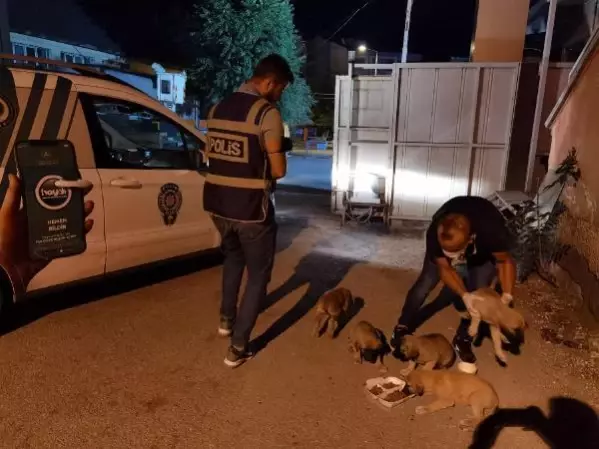 6 yavru köpeği torbaya koyup nehir kenarına attılar 6 yavru köpeği torbaya koyup nehir kenarına attılar