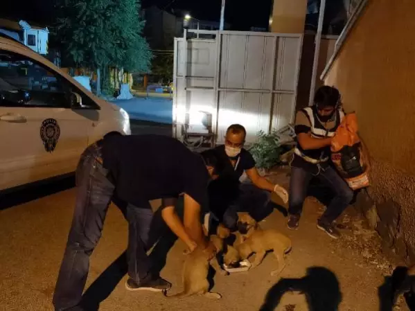 6 yavru köpeği torbaya koyup nehir kenarına attılar 6 yavru köpeği torbaya koyup nehir kenarına attılar