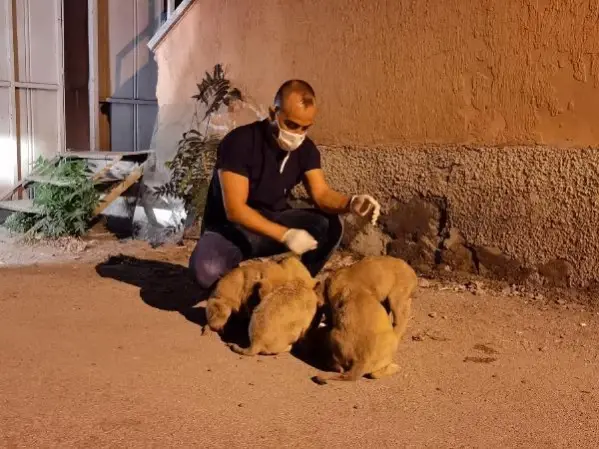 6 yavru köpeği torbaya koyup nehir kenarına attılar 6 yavru köpeği torbaya koyup nehir kenarına attılar