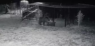 Ayı bahçeye girip, fasulyeleri yedi; o anlar kamerada