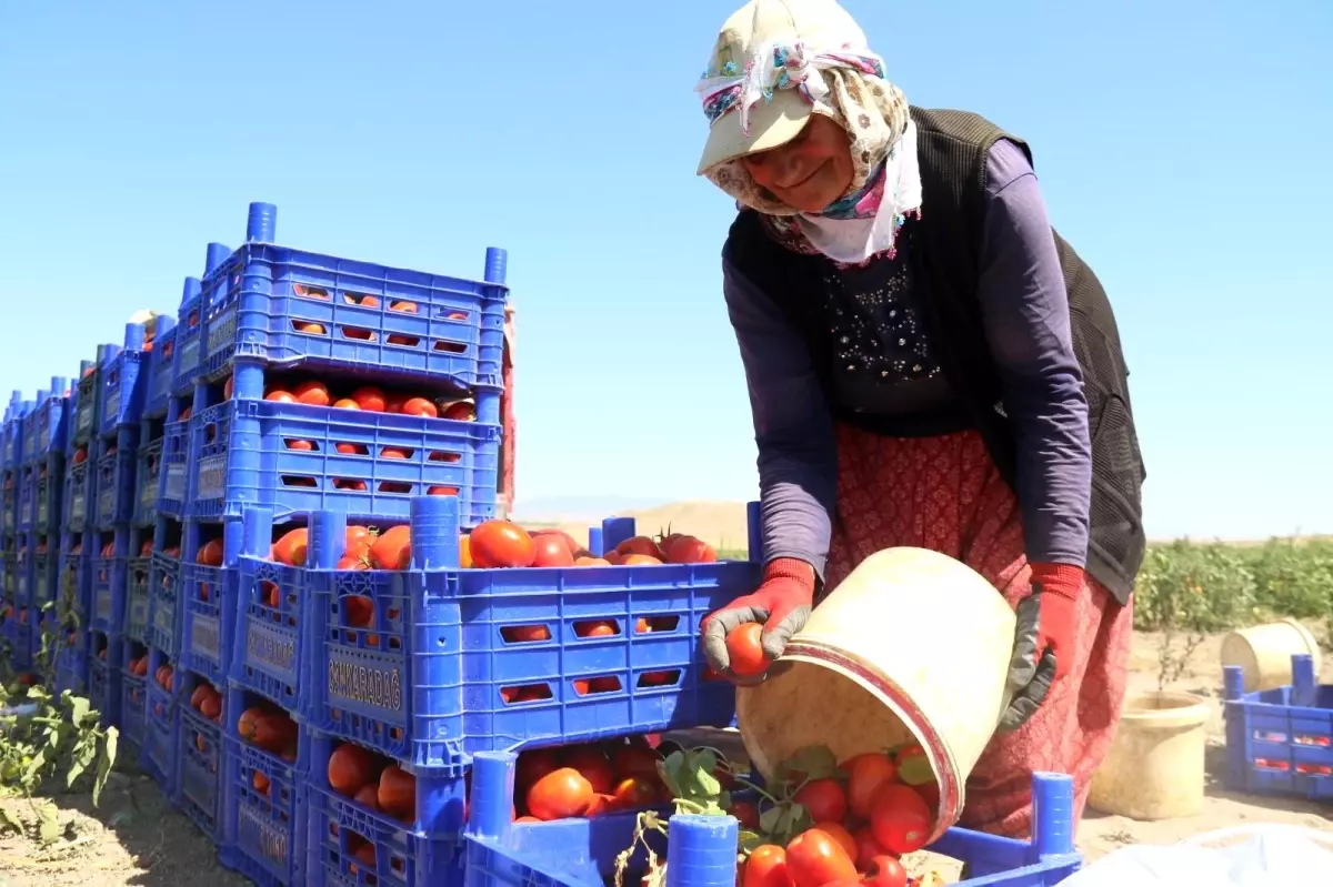 Domateste yüksek verim tezgahtaki fiyatı düşürmedi..."Tarlada 2 liraya çıkan domatesi marketten 10 liraya yiyoruz"