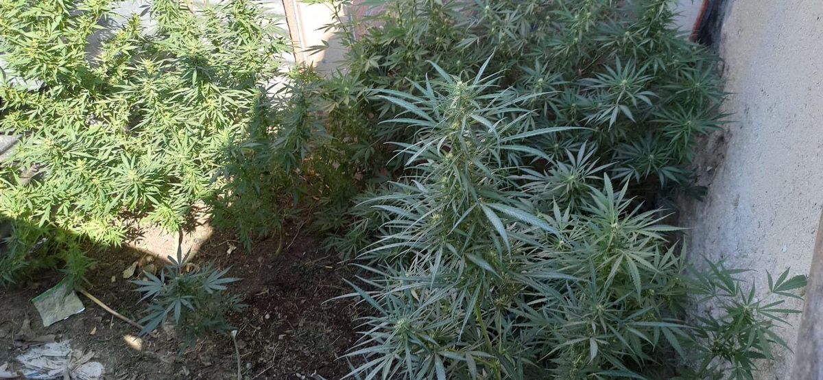 Elazığ\'da kerpiç evinin eklentisinde Hint keneviri yetiştirdiği iddia edilen şüpheli tutuklandı