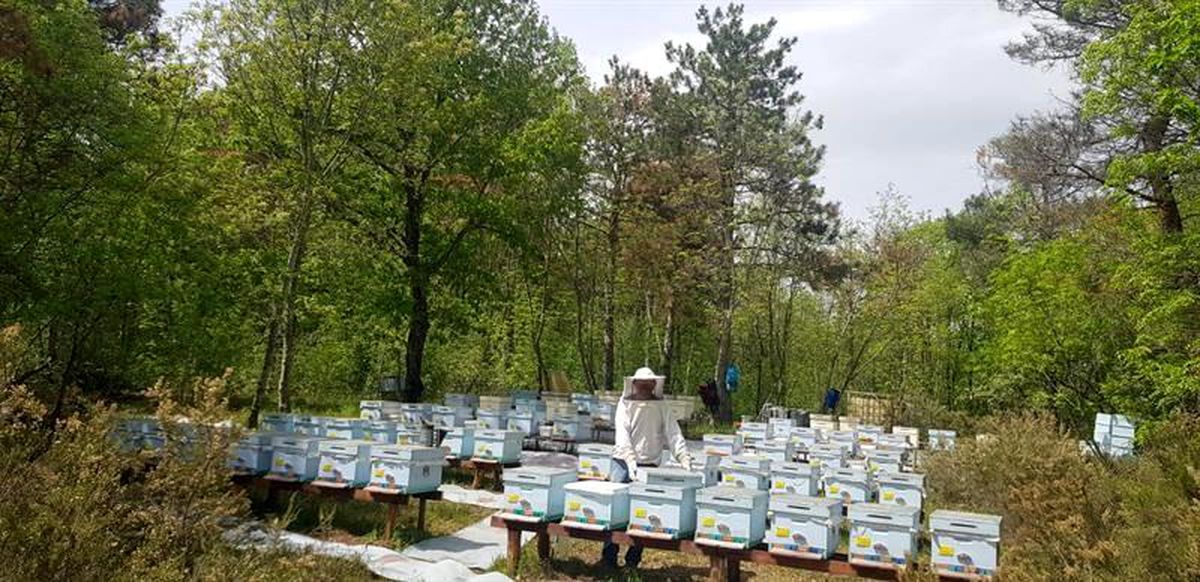 Kırklareli\'nde meşe balı üreticileri denetlendi