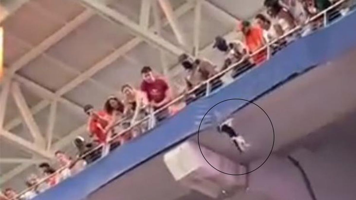 ABD'de tribünden aşağı düşen kedinin mucize kurtuluşu herkesi sevince boğdu