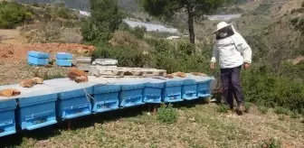 Arıcı, kovanlarını kontrole gittiği bölgede öldü