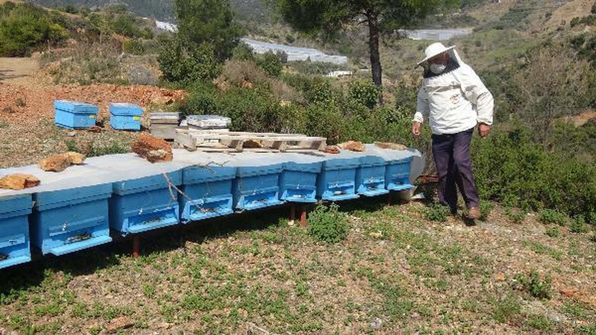 Arıcı, kovanlarını kontrole gittiği bölgede öldü