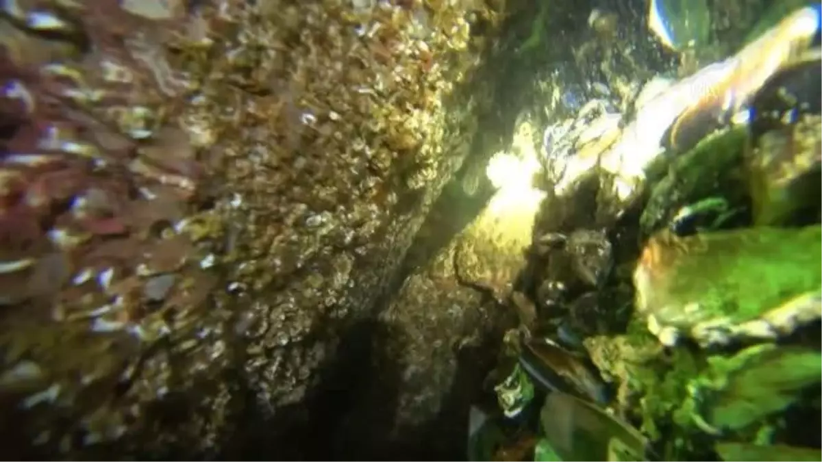 BALIKESİR - Marmara Denizi\'nde zıpkınla balık avı şampiyonasında orfoz görüntülendi