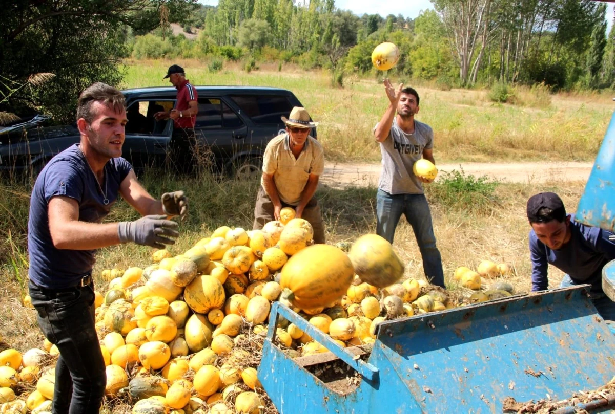 Beyşehir\'de genç çiftçiler deneme amaçlı çekirdeklik kabak yetiştirdi