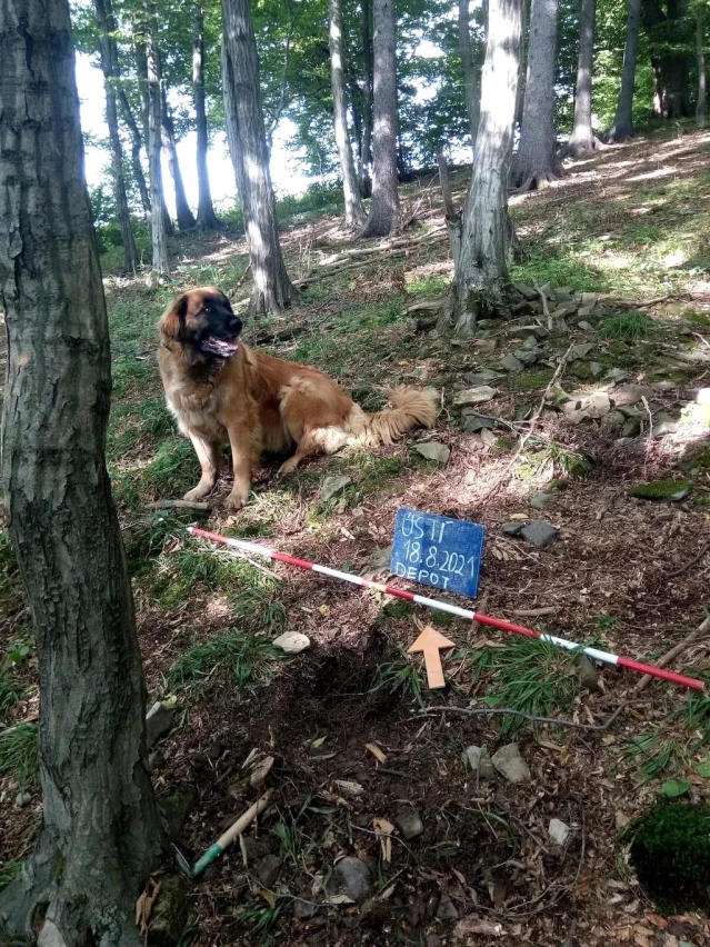 Sahibi tarafından ağaçlık alanda gezmeye çıkarılan köpek, 14. yüzyıldan beri kayıp olan hazineyi buldu