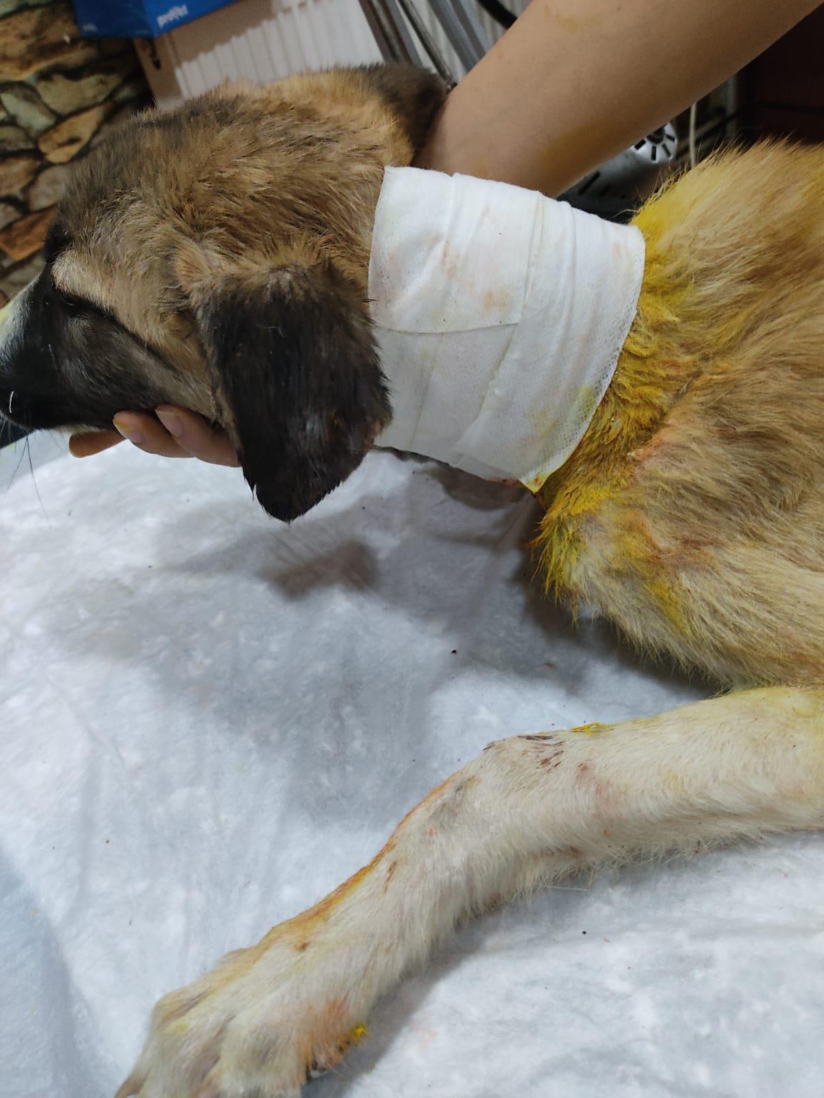 Gaziantep\'te boğazı kesilmiş sokak köpeği ameliyatla kurtarıldı