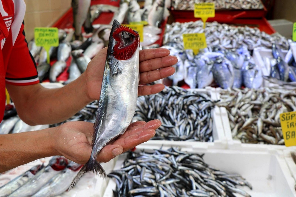 Karadeniz\'in nazlı balığı palamuttan iyi haber
