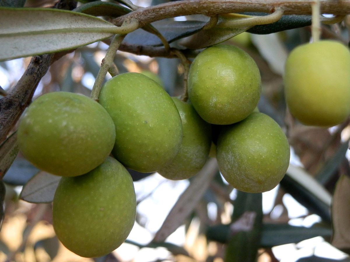 Mut\'ta zeytin hasadı başladı