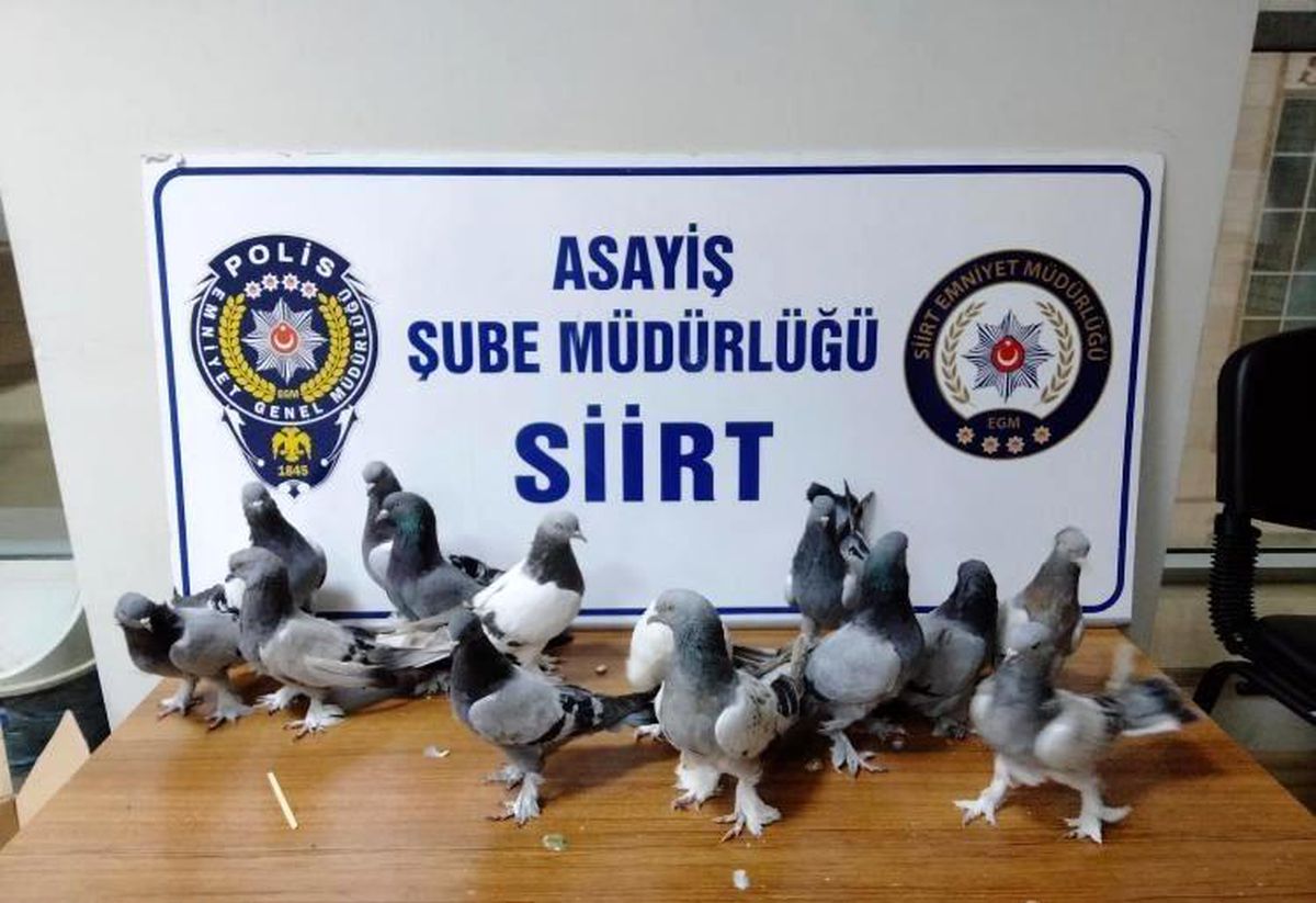Siirt\'te 14 adet güvercin çalan hırsız yakalandı