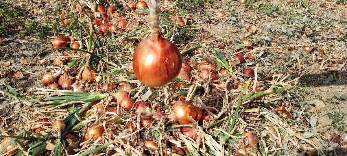 Soğan üreticileri fiyatlardan dertli! Tarlada 60 kuruş, markette 3 lira