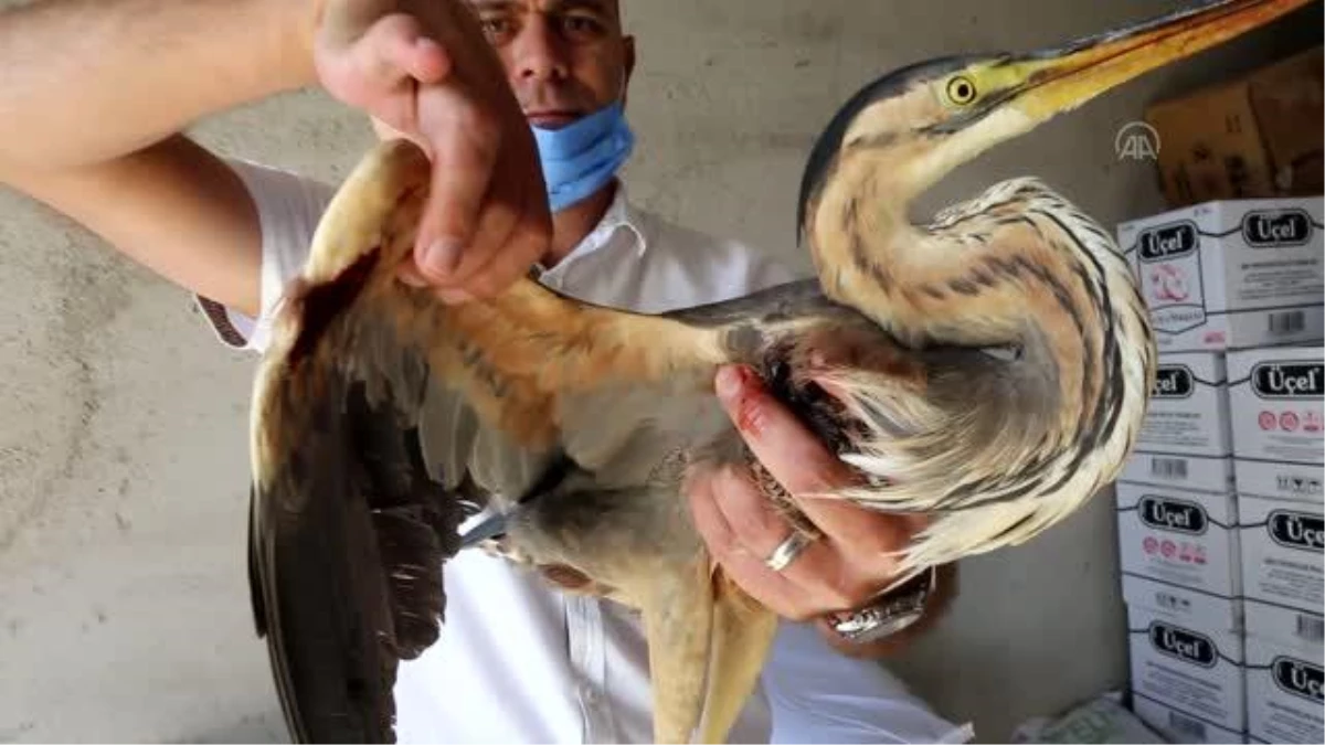 Yaralı bulunan balaban kuşu tedavi altına alındı