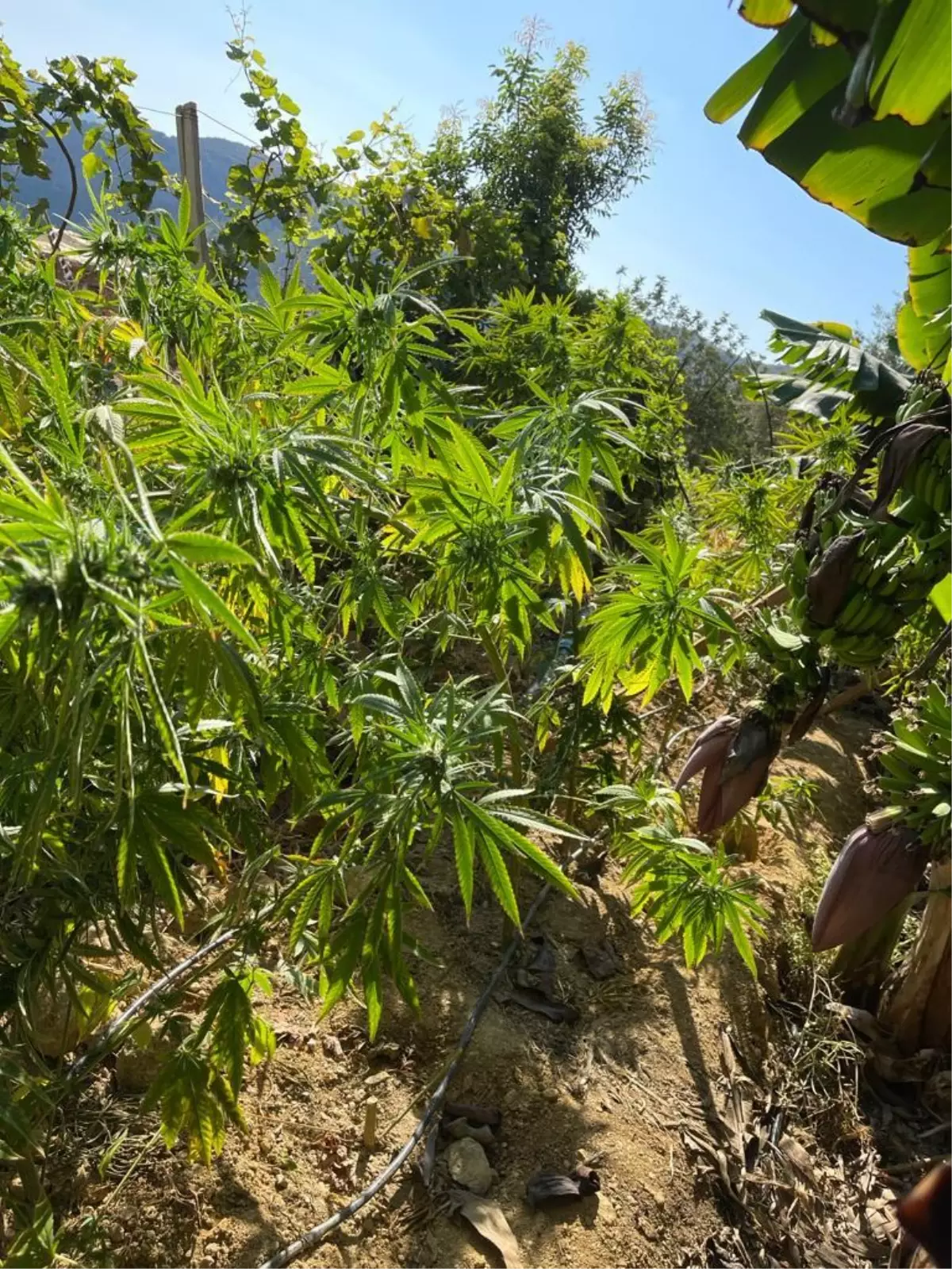 Antalya\'da muz bahçesinde 43 kök Hint keneviri ele geçirildi