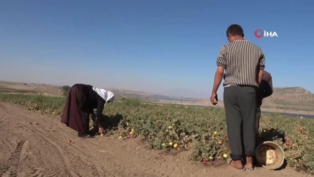 Bitlis'te tarladaki çiftçilere aşı hizmeti