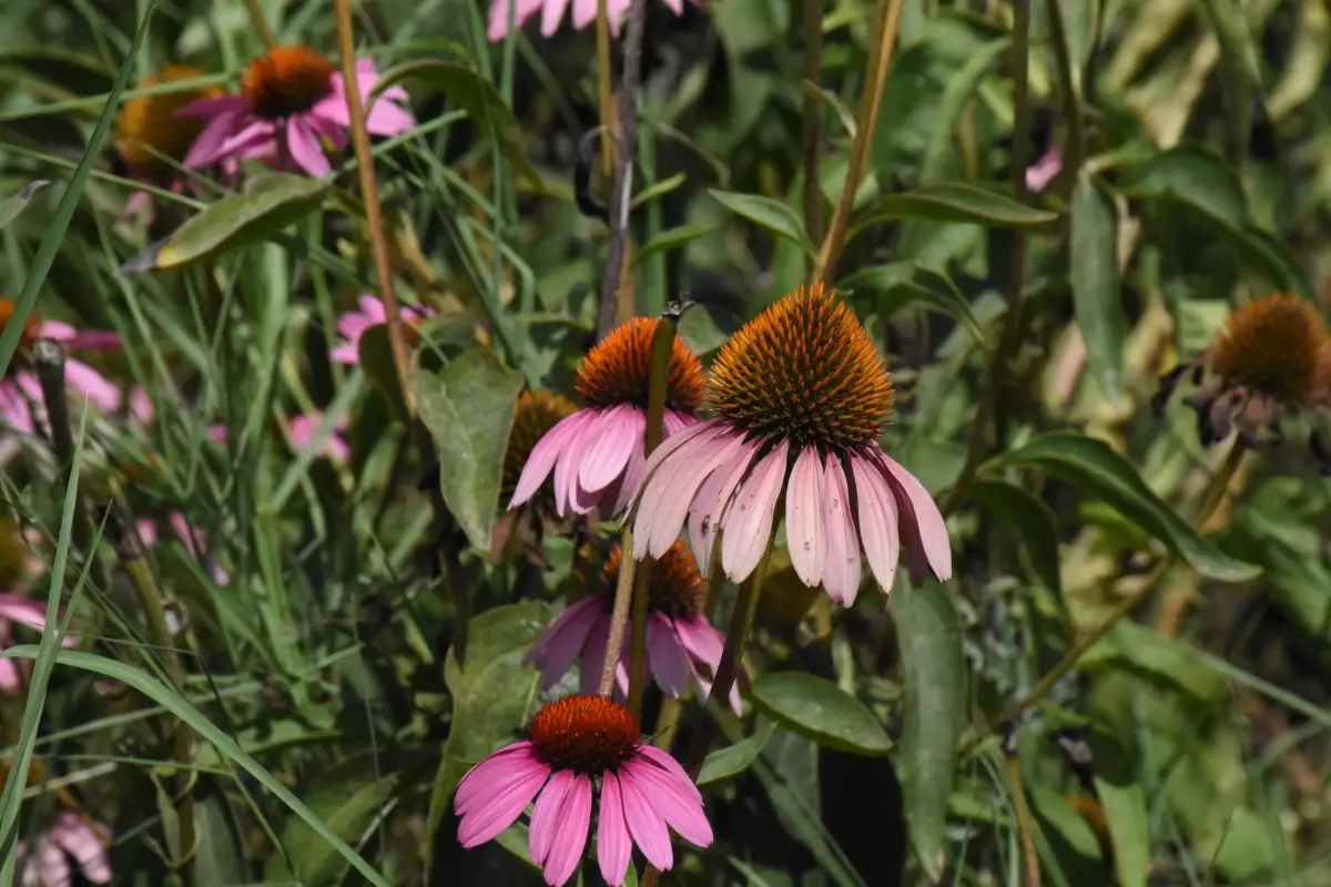 Çiftçi kadınlar adını yeni duydukları ekinezyadan yılda 5 kez para kazanıyor