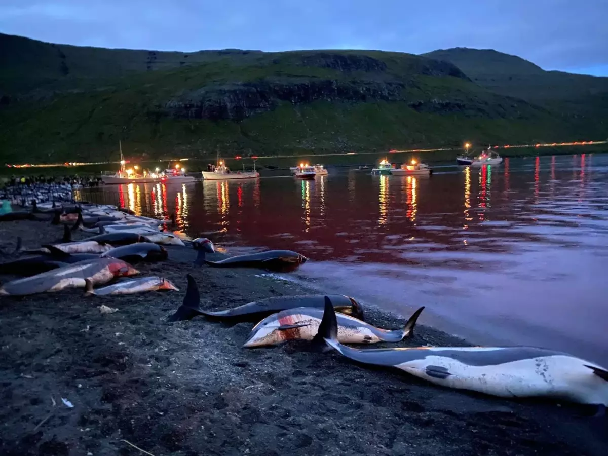 Faroe Adaları\'ndaki "festivalde" bin 428 balina ve yunus öldürüldü