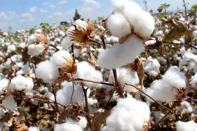 Hatay'da Tarlı Günü nde pamuk pasadı yapıldı Hatay'da Tarlı Günü nde pamuk pasadı yapıldı